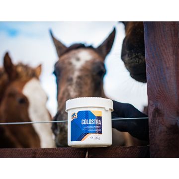 Siara zastępcza dla źrebaka Cavalor Colostra 